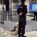 本当に警備中!？可愛すぎる警察犬