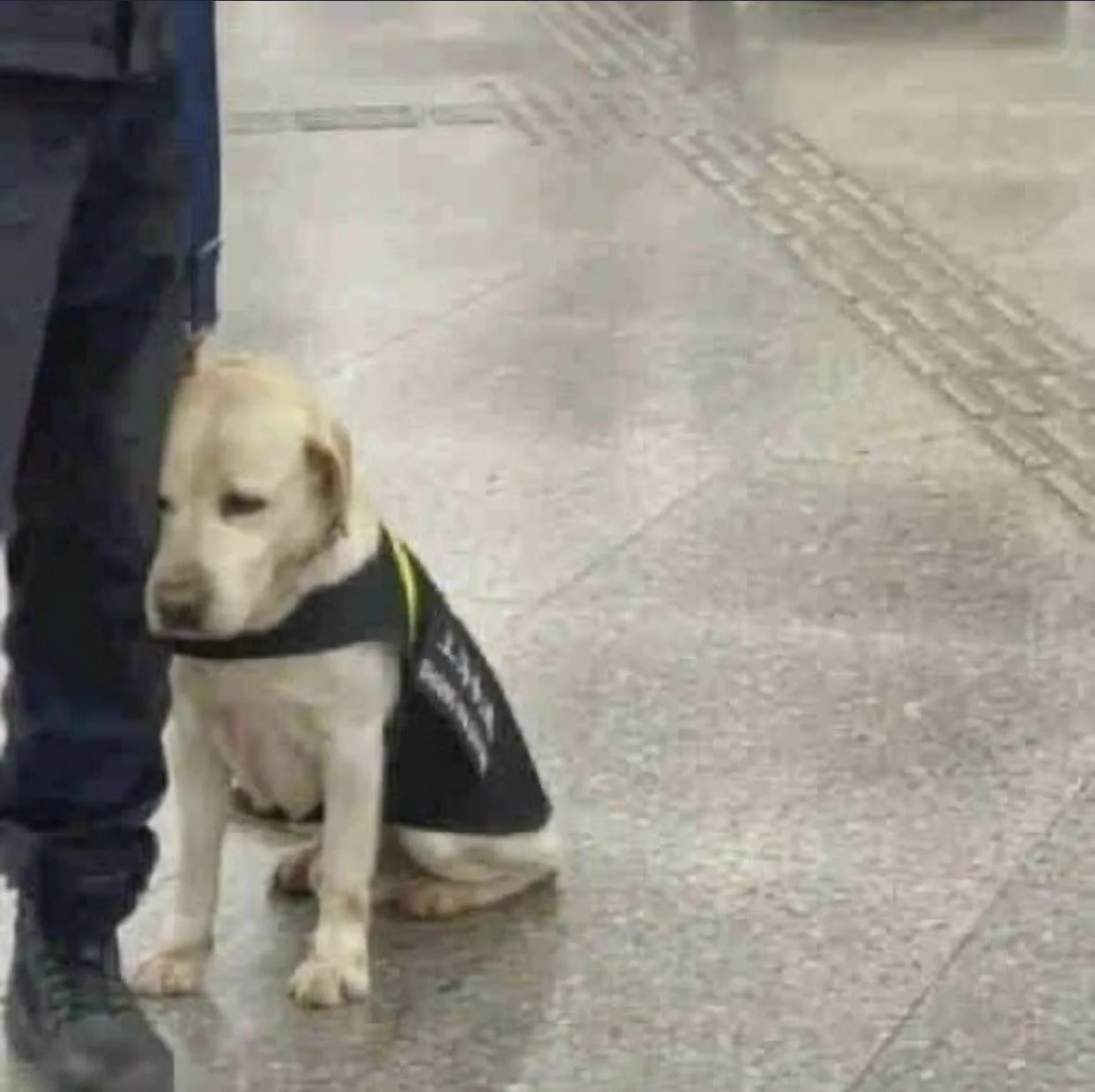 本当に警備中！？可愛すぎる警察犬