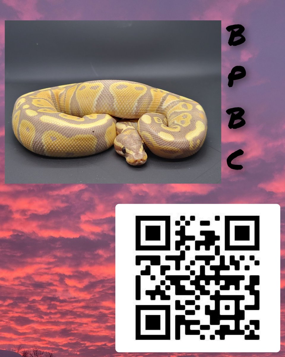 BPBC_NFT's tweet photo. 🚨🚨🚨 Discord giveaway🚨🚨🚨
Simple rules 
✅️Follow Ball Python Breeders Club
✅️ Join the discord
https://t.co/54liKKg7bz
✅️ Like &amp; share
#MadMenMorphs #ballpython #bpbc #ballpythonbreedersclub #Discord #Whitelist #Giveaways #Narbc #NFTCommunity #NFTs #nft #art #livingart https://t.co/Z8bME4MKkl