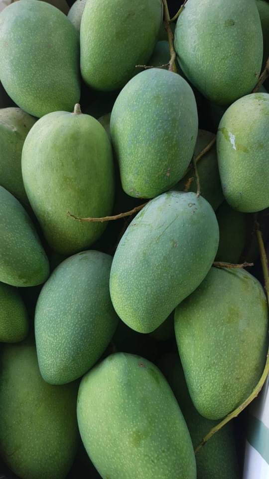 น้องมะม่วงกวน🥭🥭 tweet media