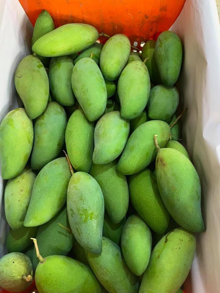 น้องมะม่วงกวน🥭🥭 tweet media