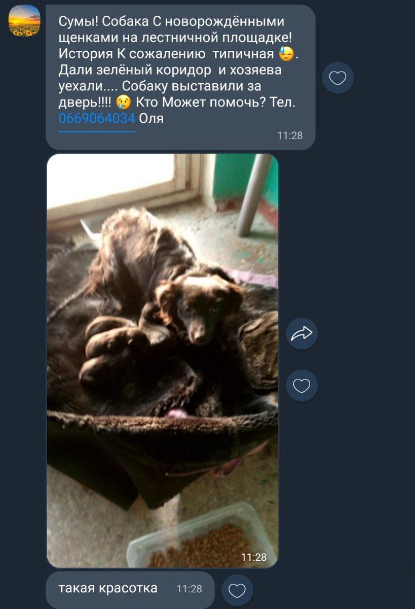 ‼️СУМИ‼️допоможіть хто може