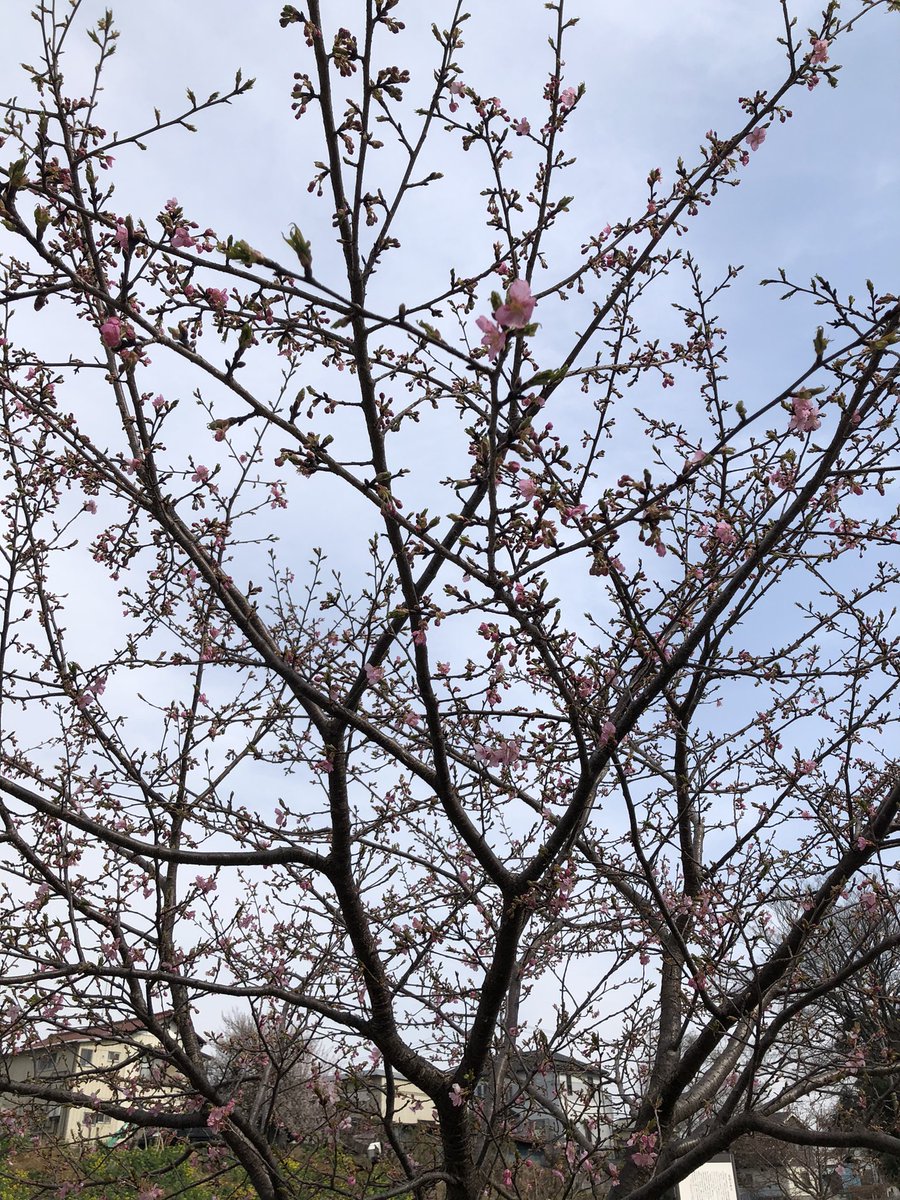 Minniejp's tweet photo. 今年も始まりました！みんなゴミを捨てないで！

#見沼桜サポ
#見沼田んぼ桜回廊サポーター
#さいたま市
#見沼田んぼ 
#見沼桜回廊
#西山新田
#西縁 #東縁 #見沼ヘルシーロード 
#ヘルシーロード https://t.co/WZU3O0Z7KK