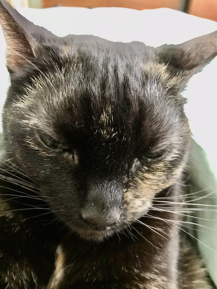 Send urgent assistance #CatsOfTwitter staff singing Shirley Bassey 🎶 I Who Have Nothing 🎶 turns out she has just checked her bank account 😹😹🐈‍⬛💕🐾