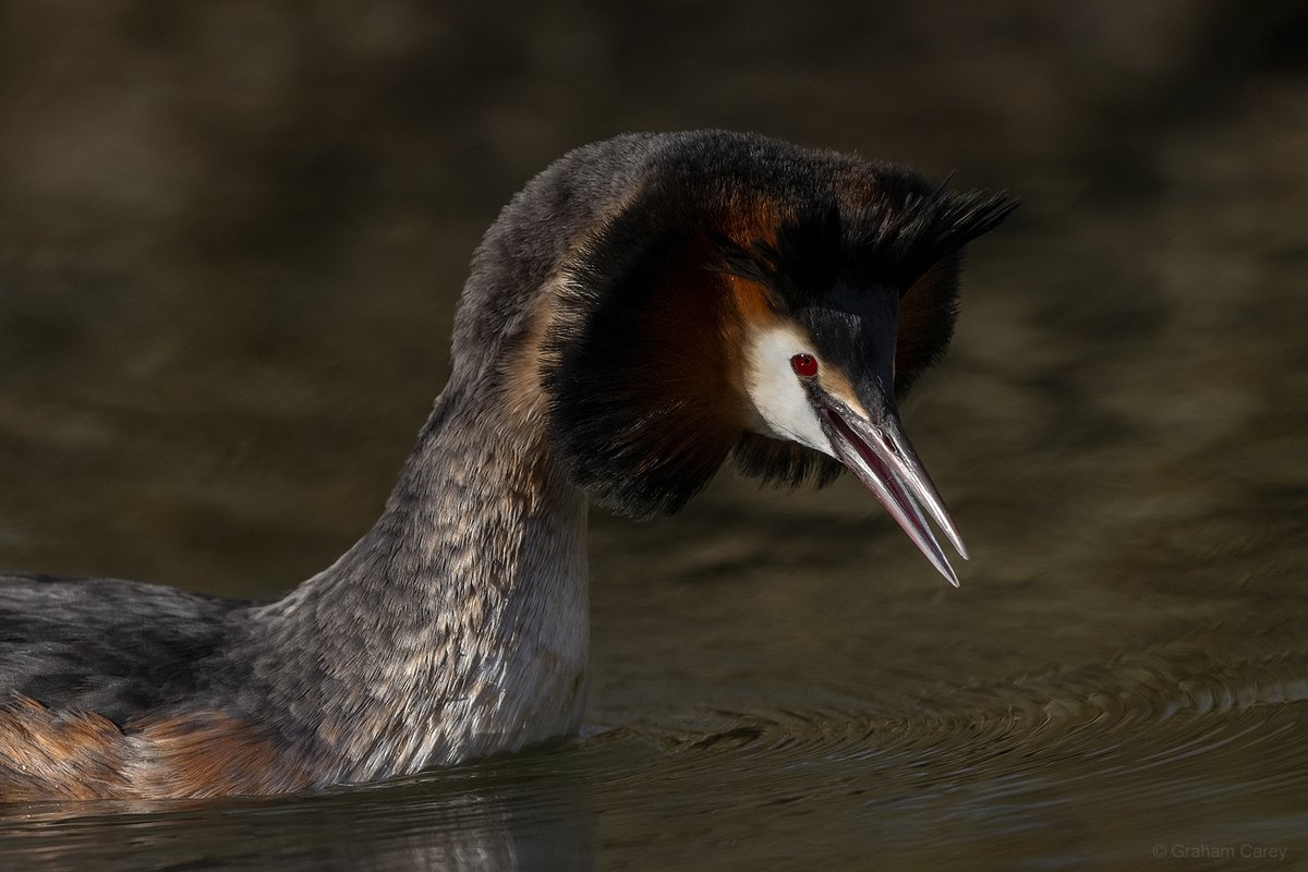 GrahamsPics's tweet image. A Great-crested grebe defending its territory on the Thames in Chertsey this weekend.