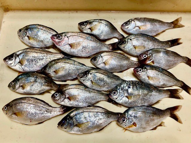 イシグロ釣り情報 Twitter Search Twitter