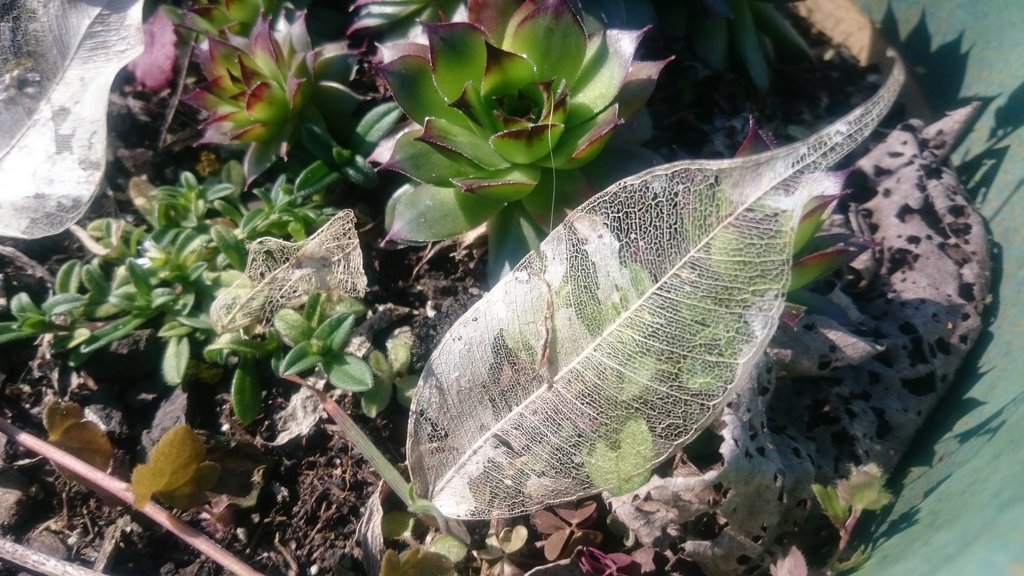 🙂
#nature #NatureBeauty #sunnyday #leaf #Leafs