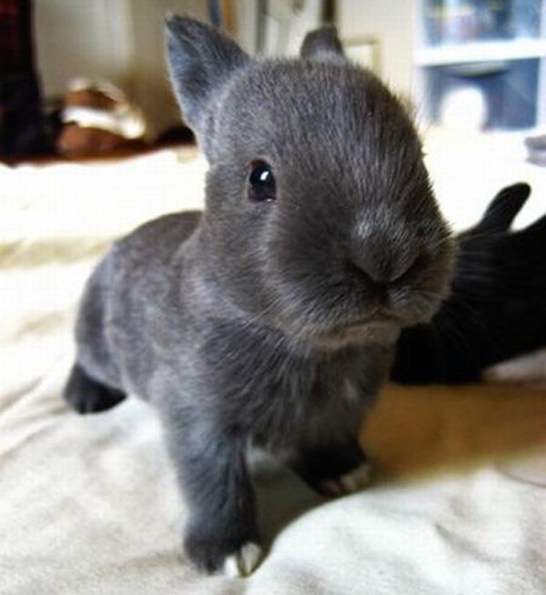 Bunnies tweet media