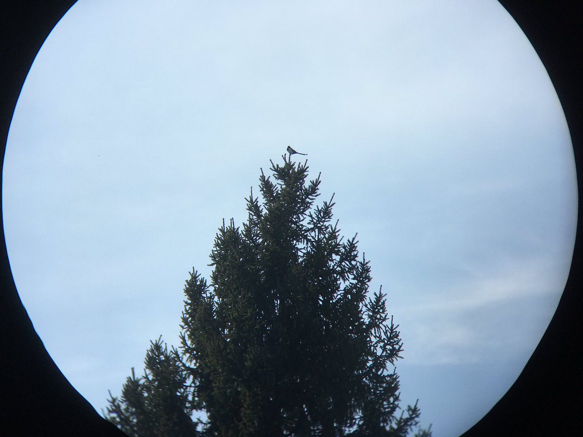 qwerqwerr7's tweet photo. @breesophiebree This is where they start their nest, in the bushy part right under the top of this very large tree! One always sits right at the very top to observe! https://t.co/ZnlOhCD7vG