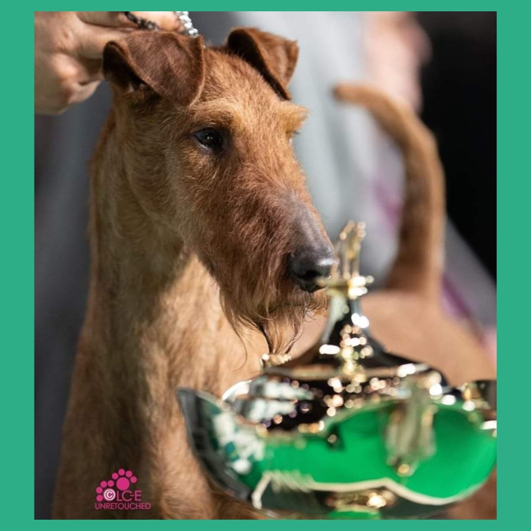 #donnietowin 🤞🏆🐾💕 fingers crossed for John &amp; Donnie at  #Crufts2022 #irishterrier <a href="/caninemedia/">Lisa Croft-Elliott</a>