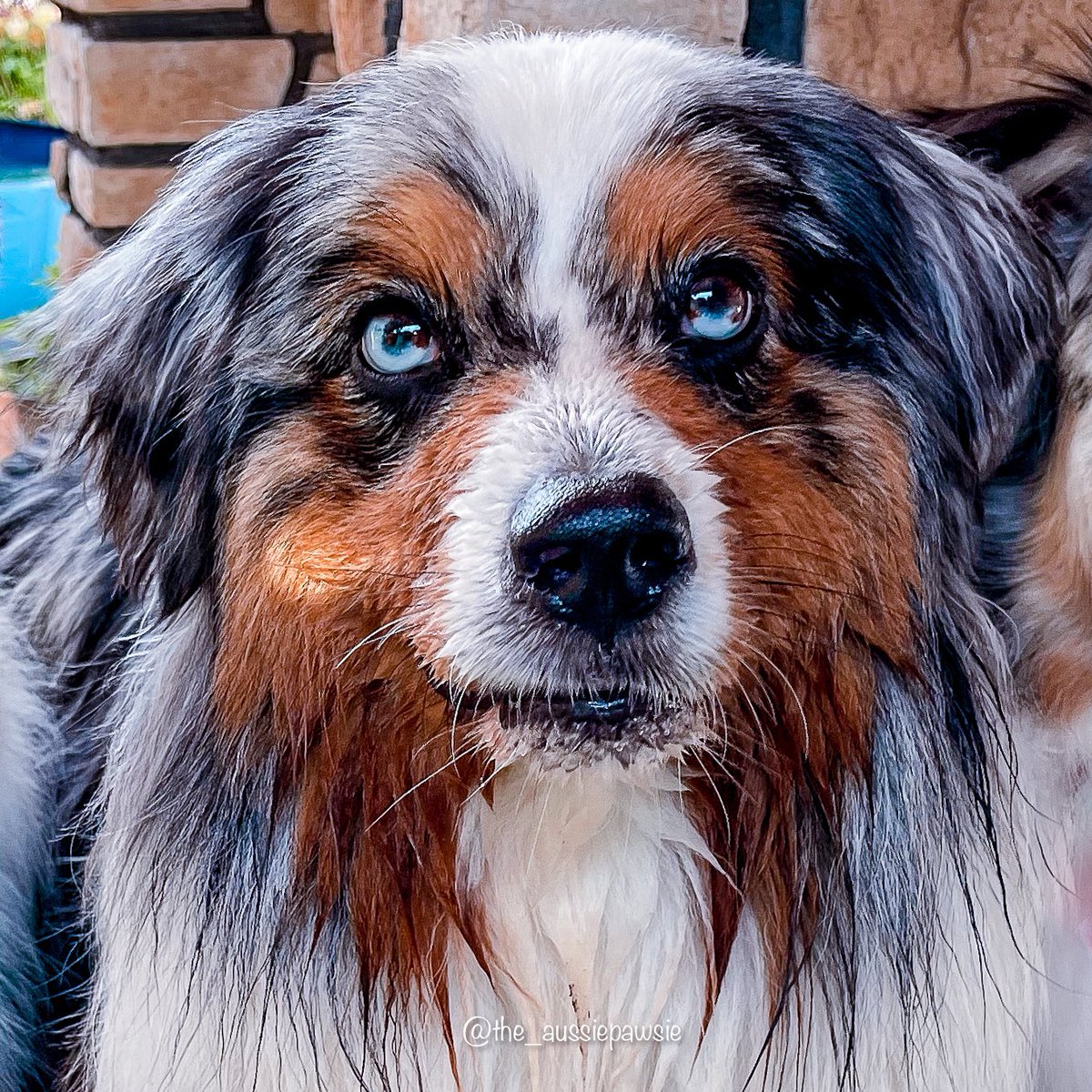 Aussie_Pawsie's tweet photo. #dogsoftiktok watching @nbcsnl cold open 

#dogsoftwitter #dogsofinstagram #twitterdogcommunity https://t.co/4rMsgJZpOW