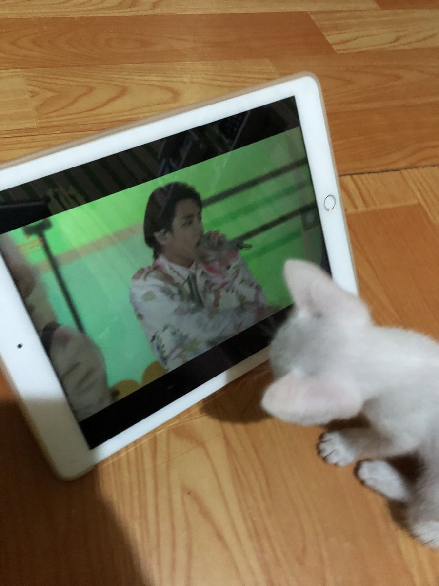 isakthv's tweet photo. cat watching ptd https://t.co/Al1nWwFJZ0