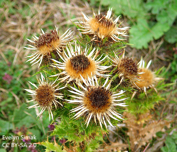 BUCBotany's tweet photo. Today's #Stace4 plant is another very distinctive one. In full flower it looks like it has gone over - no pretty petals, all brown (or golden!) and spiky. What plant family and what is its name? 1/2 https://t.co/pA6oW9JKUX