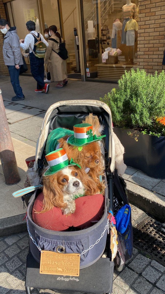 RocketGirlRuby's tweet image. More dogs in togs