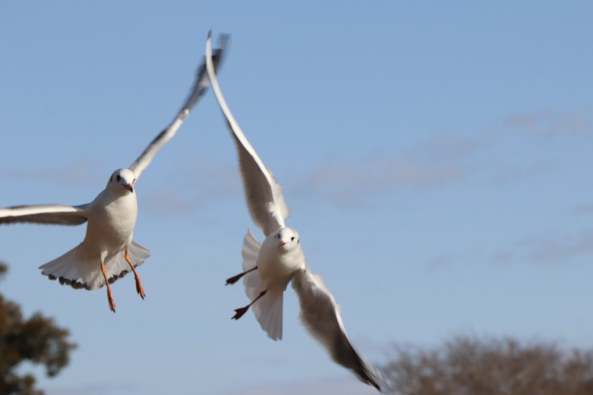 hiroooophoto's tweet photo. ユリカモメハイタッチ！

#野鳥
#ユリカモメ
#カモメ
#ファインダー越しの私の世界
#カメラ好きな人と繋がりたい https://t.co/Hy0qCIp4fW