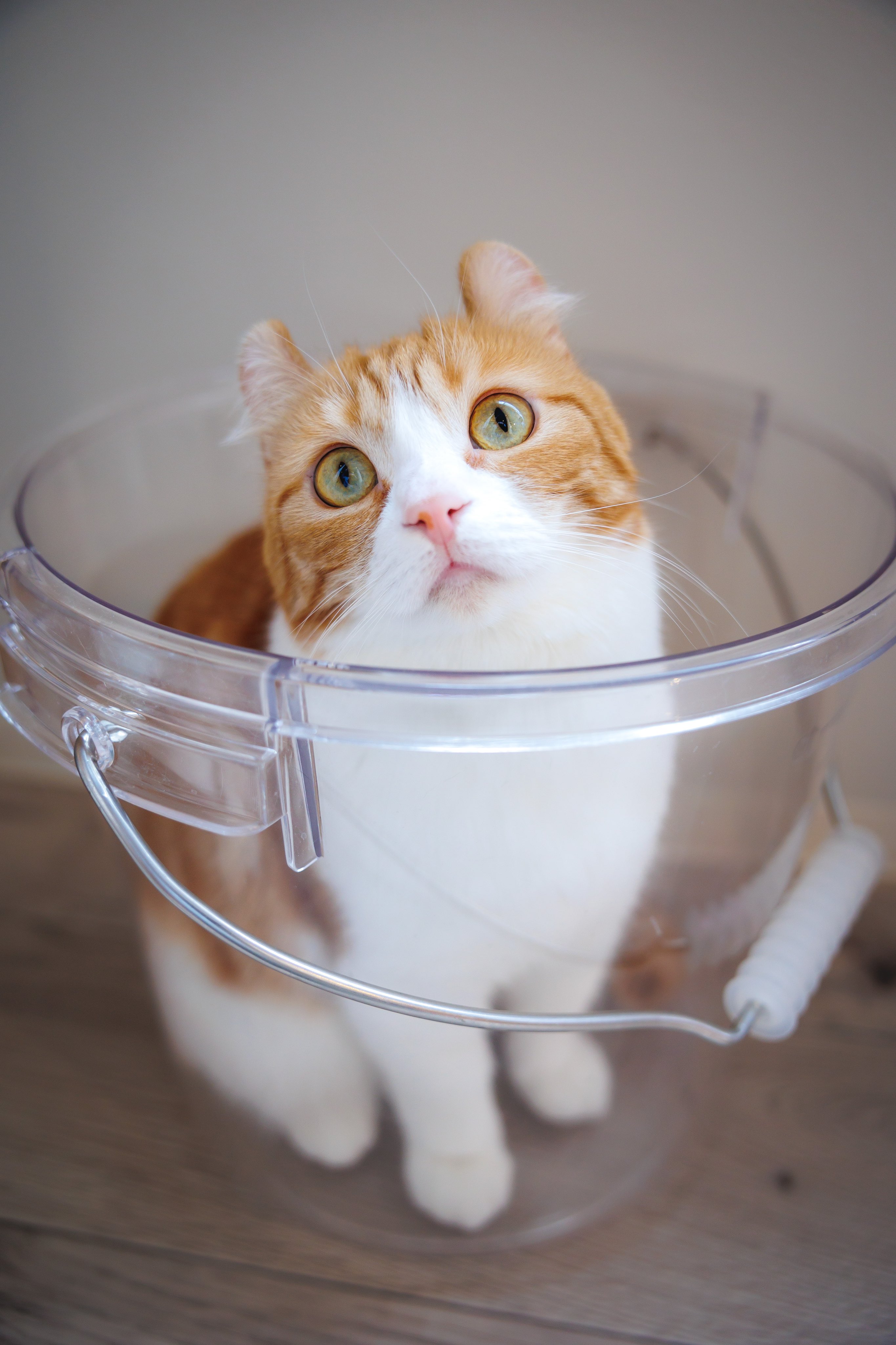 おひとり様専用猫カフェ Arisa Hitori Catcafe Twitter