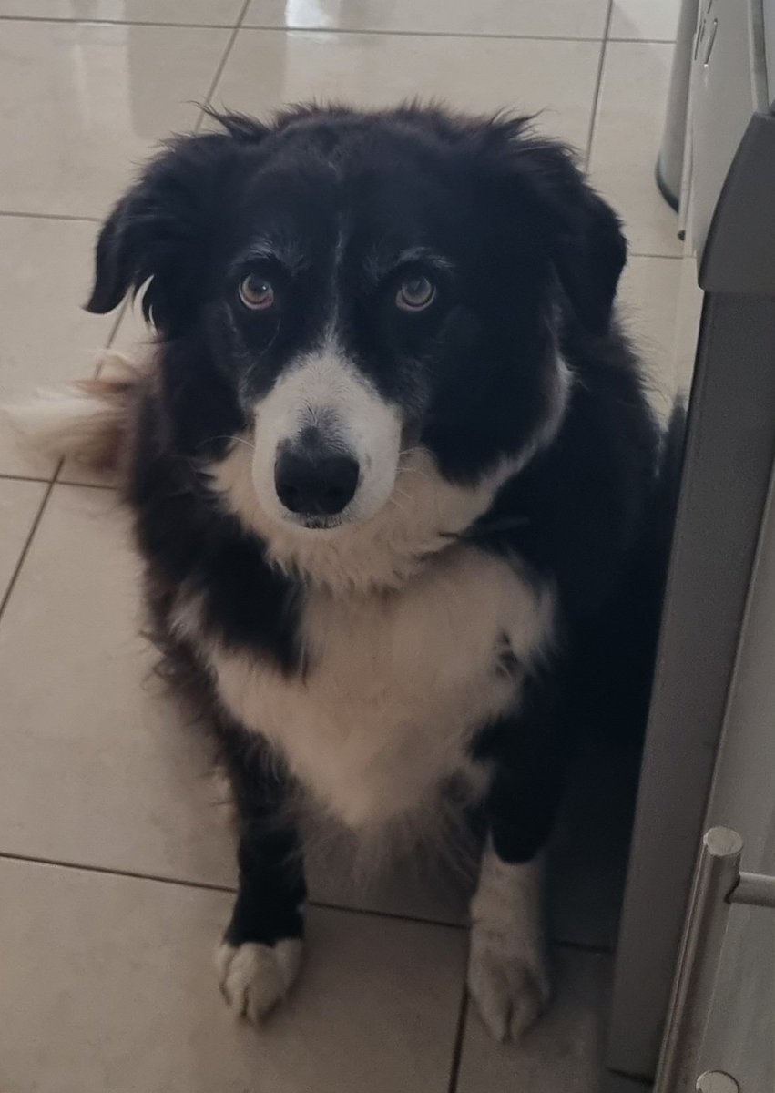GarethButler81's tweet photo. No matter how well we stealthily tiptoe to the toaster in the morning a dog somehow teleports from nowhere to immediately guilt trip us. #toastmonster https://t.co/FMcBQI5xR4
