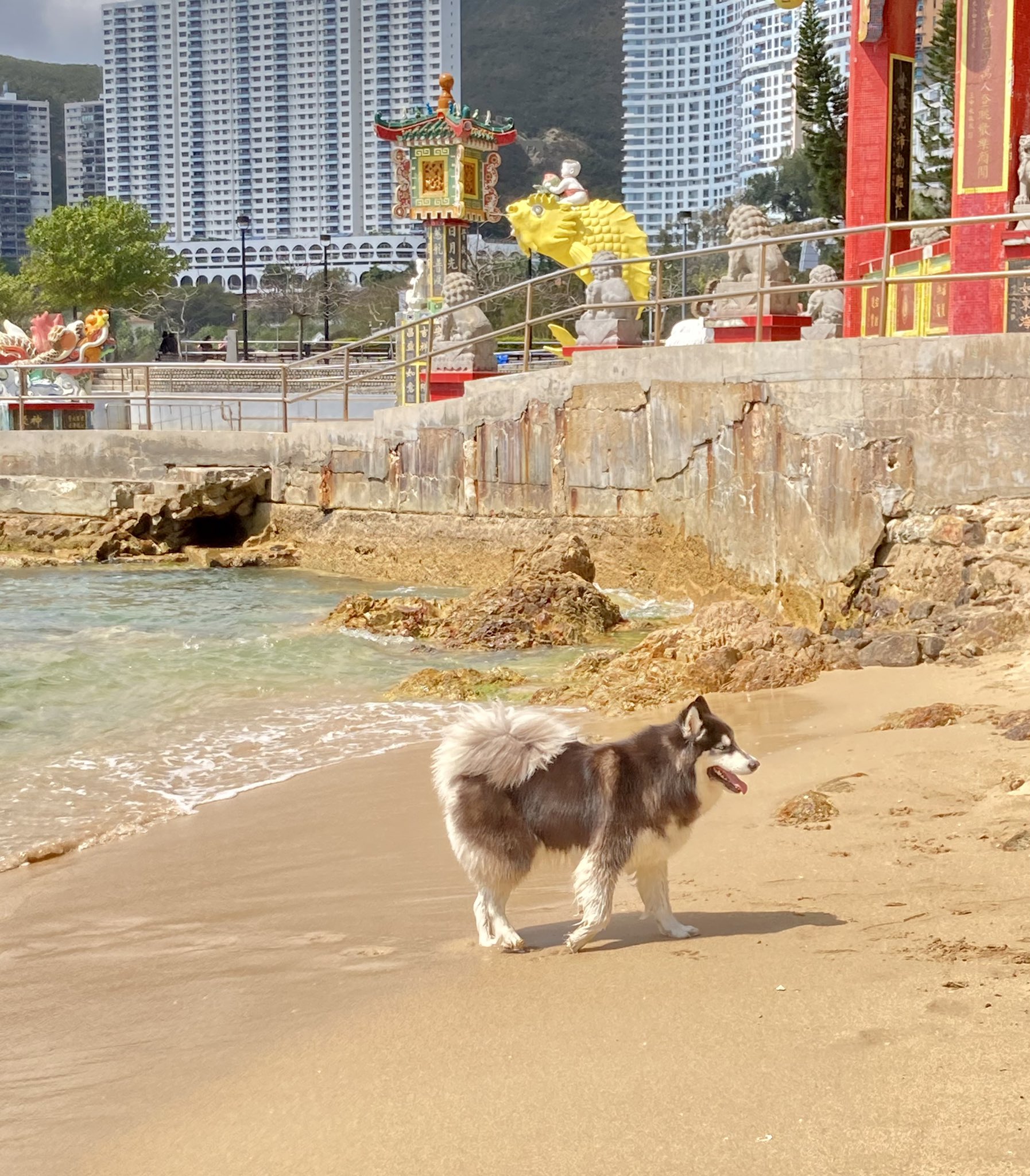 ねこまんまおいしい Nekosukijyanai Twitter