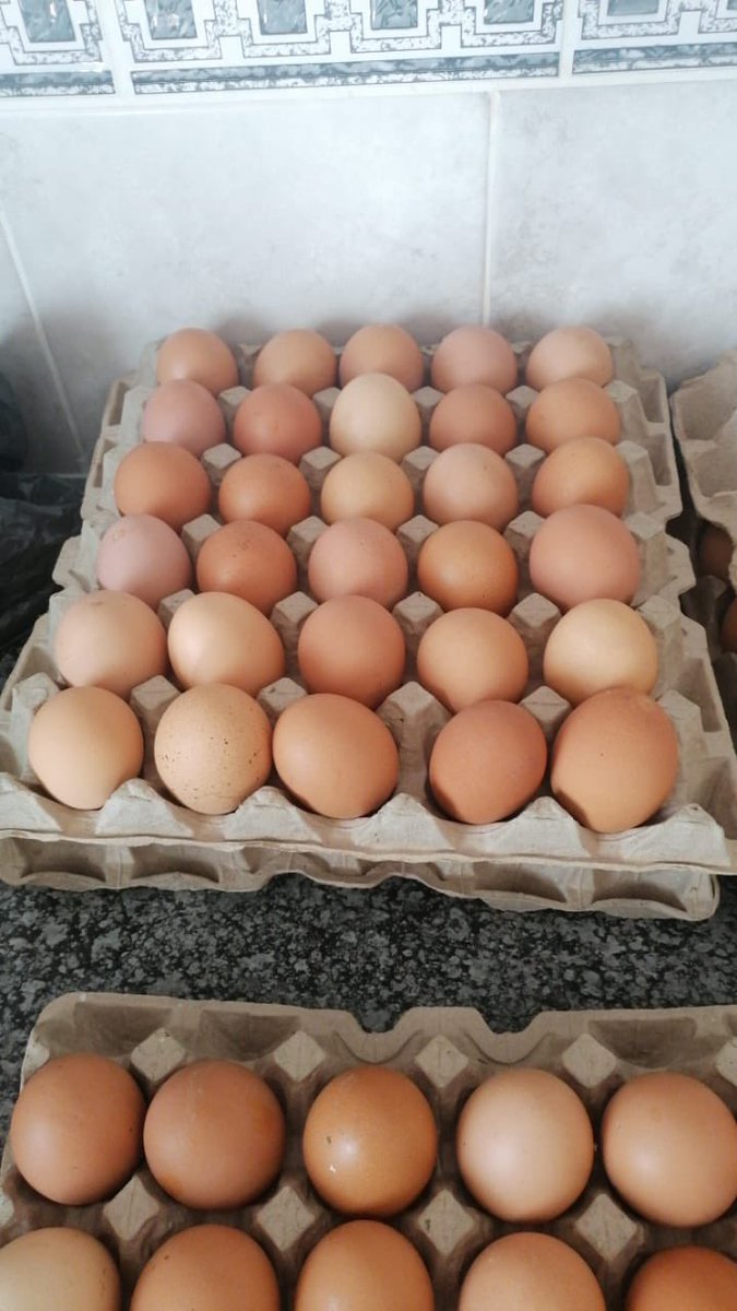 Large eggs for sale in Westgate @ $4/crate. Call/WhatsApp 0772714815 or use the link wa.me/263772714815
<a href="/iMisred/">MISRED</a> <a href="/redmarketsunday/">Red Market Sunday</a> #redmarketsunday