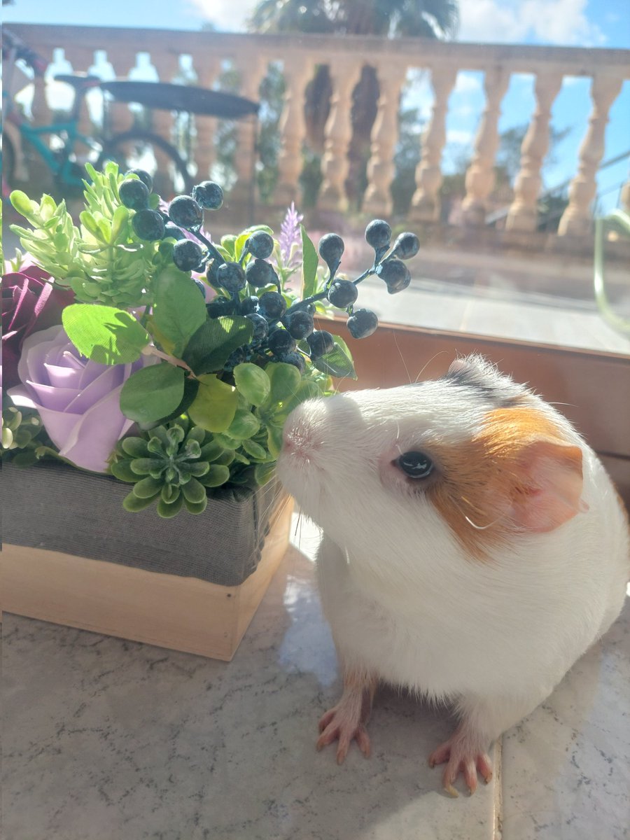 Ginger🥬& Milka🍫 tweet media