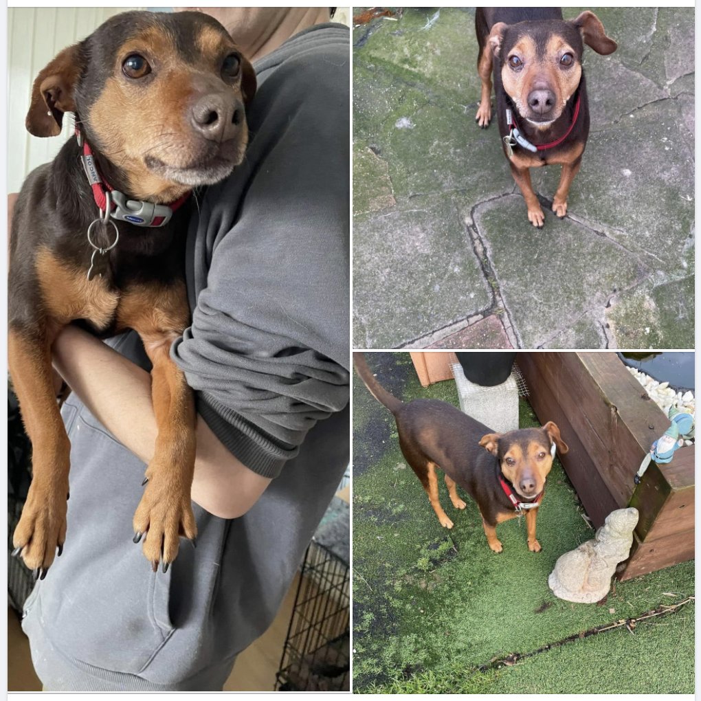 Gorgeous little Jenny is looking for her home.  She's a 2 to 3 terrier cross and loves a cuddle- best as an only dog and def no cats and not child tested, bt over10 Full RBU with AAI. #rehomehour #RescueDogs  #compassion #fosteringsaveslives #fostercareadoption #AdoptDontShop