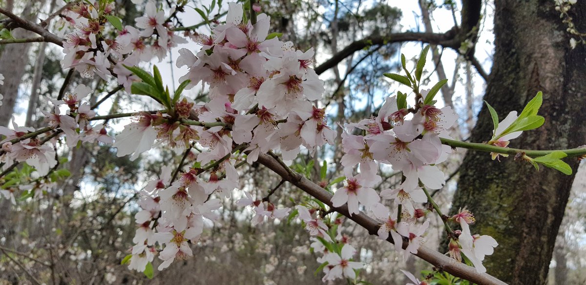 MaximoFlorin's tweet photo. Uno de los parques más populares de #Madrid en #invierno es la Quinta de los #Molinos, sobre todo por los #almendros en flor. Pero es, mucho más que eso, un #ParqueHistórico. Su origen se remonta a principios del siglo XX, con la compra sucesiva de las parcelas (...) #PyEA https://t.co/eteIdm28y3
