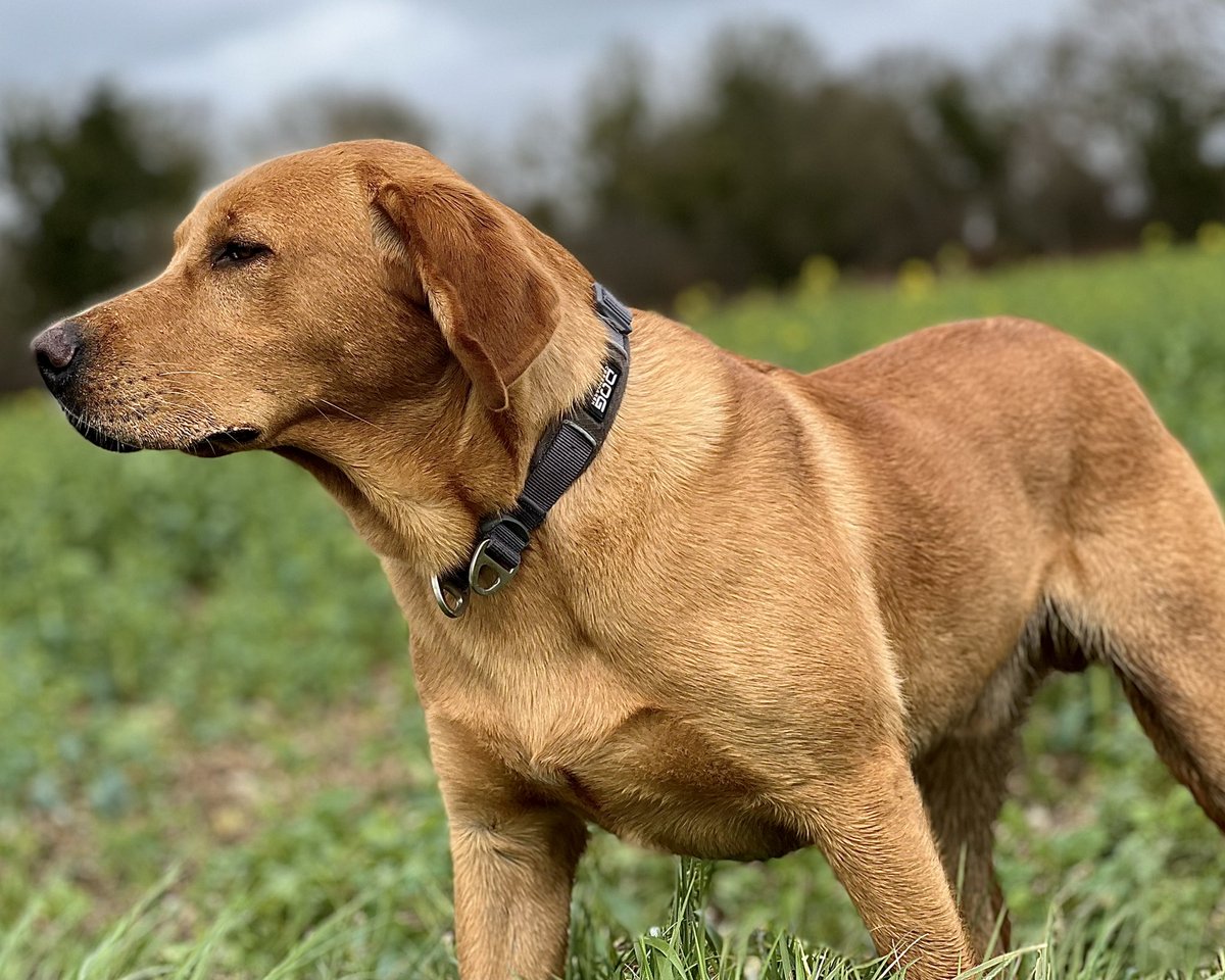 Dylan_the_dog's tweet photo. Hank trying self control and almost ignoring the deer 😬😖😬 https://t.co/m1lTLKvjDs