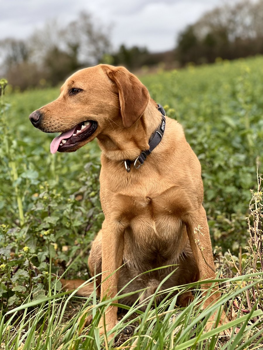 Dylan_the_dog's tweet photo. Hank trying self control and almost ignoring the deer 😬😖😬 https://t.co/m1lTLKvjDs