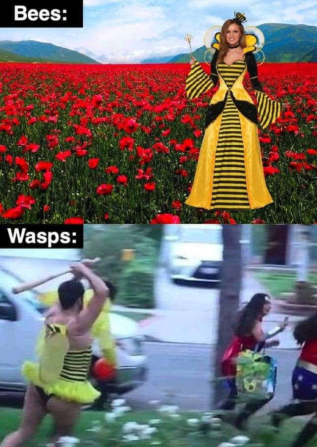Sqw33ee's tweet photo. Spring reminder
#SpringForward #springday #Springreminder #bees #bugs https://t.co/M2rp7tEizA
