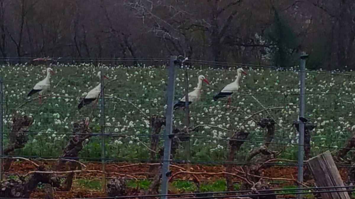 Ruth Simpson tweet media