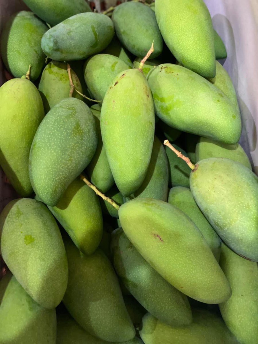 น้องมะม่วงกวน🥭🥭 tweet media