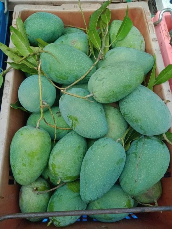 น้องมะม่วงกวน🥭🥭 tweet media