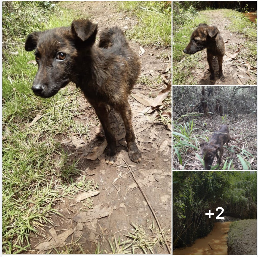 AnimaladoptionI's tweet photo. AAI newest little rescue is Hyena, rescued lovely person in #Nairobi, skinny  full of worms  &amp;being chased by  guards,now in boarding &amp;being made ready to come to the Uk.Finder is funding &amp; just needs help to find little Hyena a home.  Hyena got super lucky. #tongueouttuetuesday https://t.co/66gxgBmxKi