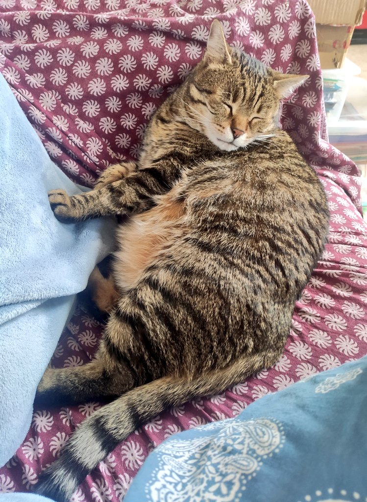 Linternee's tweet photo. #Fatbulous https://t.co/aaZJvRtIcY