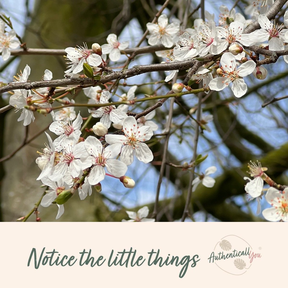 YouAuthentical's tweet photo. Notice the little things…little things which bring us joy are all around, we just need to notice them. What are you grateful for today? #gratitude #authenticallyou https://t.co/U1aUCHvbVO