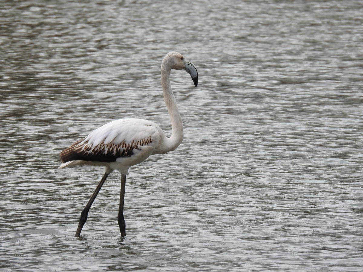 janonomar's tweet photo. Avui, passejant per les Ribes del Ter, a la ciutat de Girona, ens hem trobat aquest visitant sorpresa: un jove flamenc (Phoenicopterus roseus).
#Girona #RibesDelTer #Flamenc #OcellsdeGirona #birding #BirdingGirona https://t.co/xLZYW82LDw