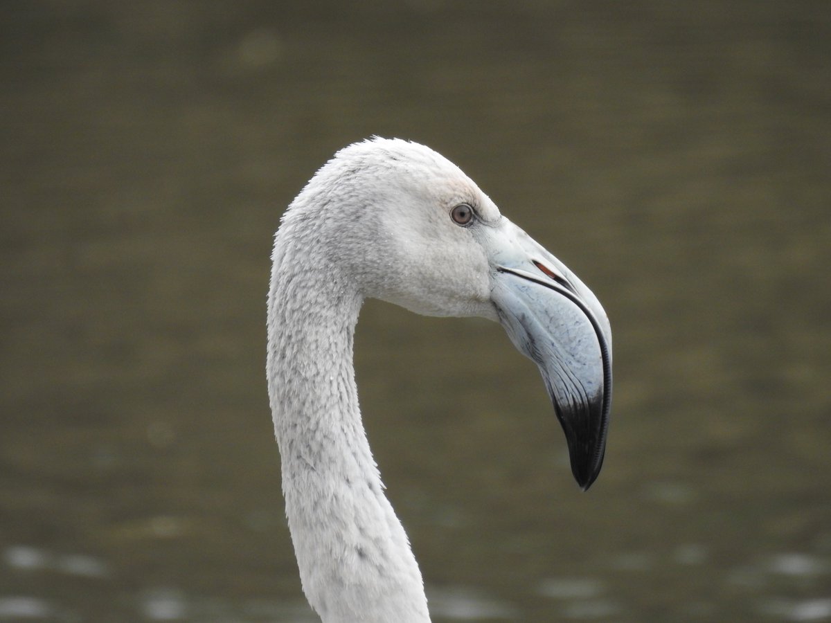 janonomar's tweet photo. Avui, passejant per les Ribes del Ter, a la ciutat de Girona, ens hem trobat aquest visitant sorpresa: un jove flamenc (Phoenicopterus roseus).
#Girona #RibesDelTer #Flamenc #OcellsdeGirona #birding #BirdingGirona https://t.co/xLZYW82LDw