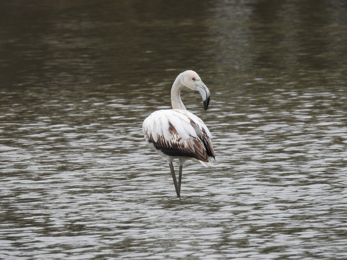 janonomar's tweet photo. Avui, passejant per les Ribes del Ter, a la ciutat de Girona, ens hem trobat aquest visitant sorpresa: un jove flamenc (Phoenicopterus roseus).
#Girona #RibesDelTer #Flamenc #OcellsdeGirona #birding #BirdingGirona https://t.co/xLZYW82LDw