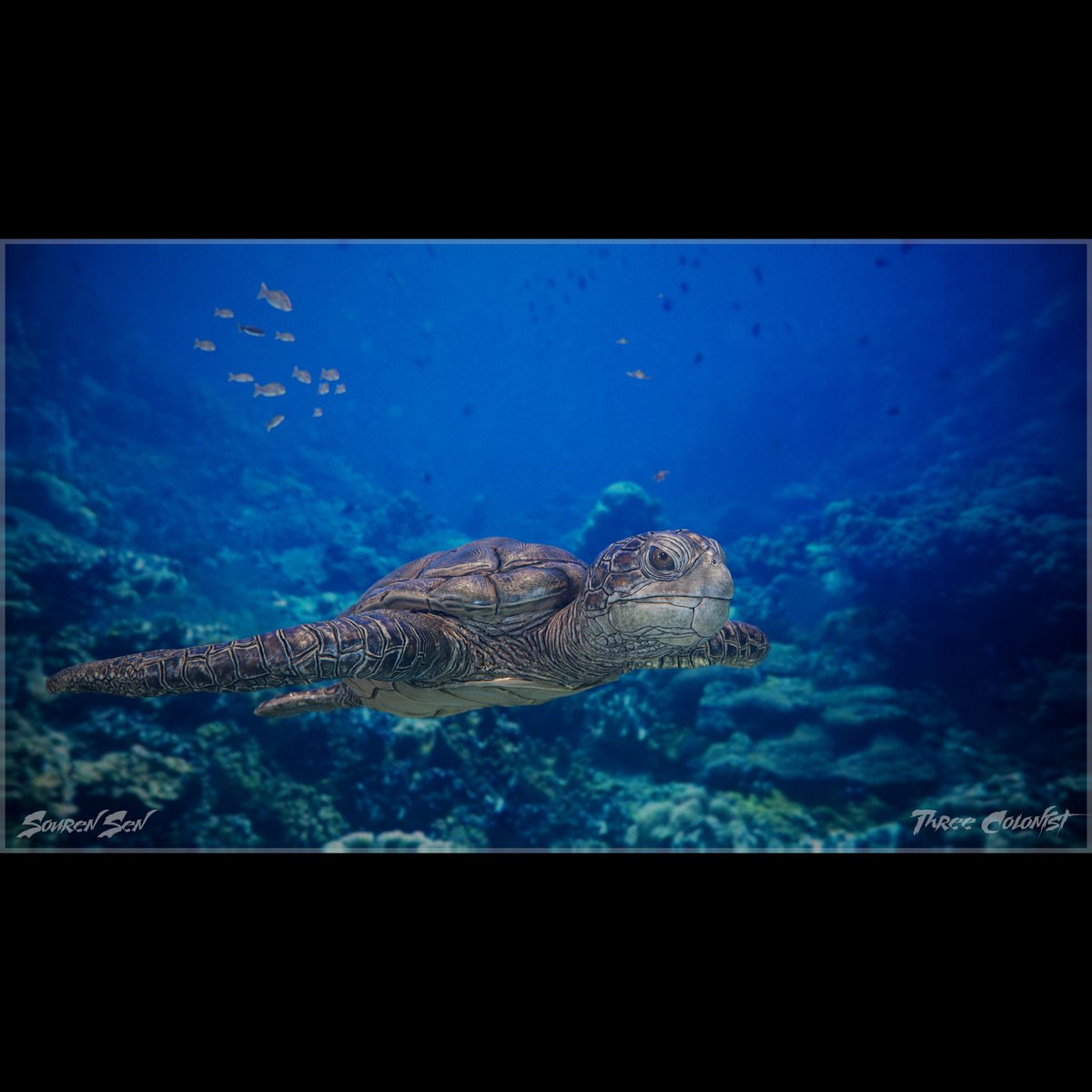 SenSouren's tweet photo. *CAREY*_*THE TURTLE*

@TheRookiesCO 
@ArtStationHQ
@threecolonist
@Substance3D
@marmosetco
@pixologic

#creatureart #3dart #3dmodeling #texture #marmosettoolbag #ocean #gamedesign #gamedevelopment #gameartist #wildlifephotography  #wildlife #digitalart #digitalsculpting https://t.co/yBwe2vh8FE