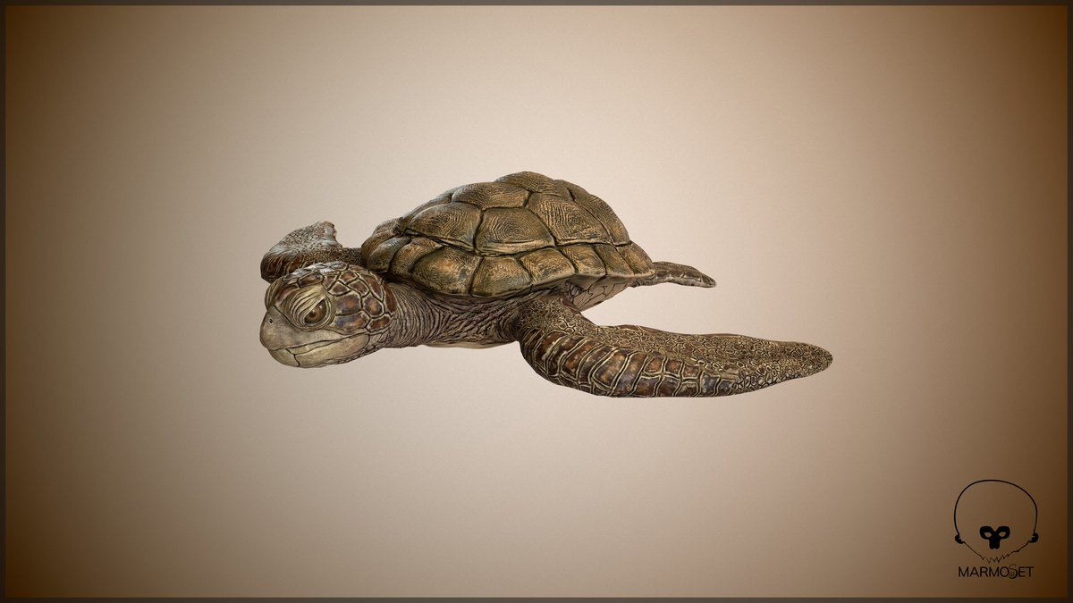 SenSouren's tweet photo. *CAREY*_*THE TURTLE*

@TheRookiesCO 
@ArtStationHQ
@threecolonist
@Substance3D
@marmosetco
@pixologic

#creatureart #3dart #3dmodeling #texture #marmosettoolbag #ocean #gamedesign #gamedevelopment #gameartist #wildlifephotography  #wildlife #digitalart #digitalsculpting https://t.co/yBwe2vh8FE