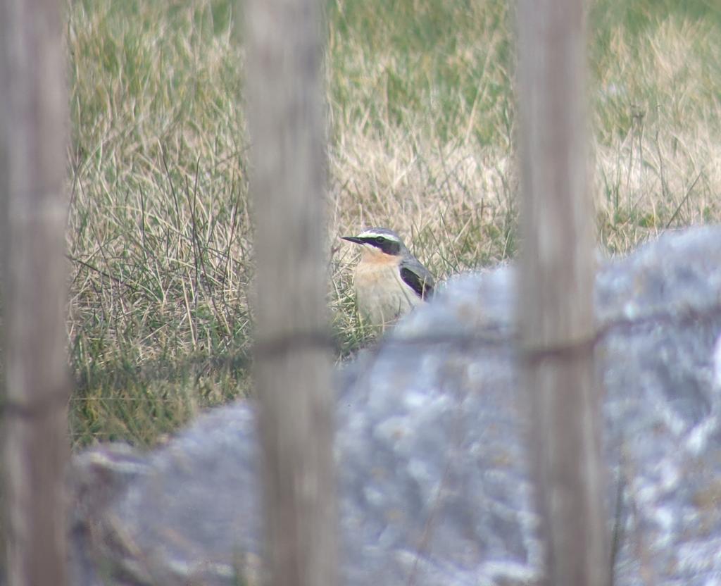 Tim Phillips (@buxtonbirder) on Twitter photo A pristine Male Wheatear on Torcross Beach this morning. Spring has officially Sprung in the South Hams <a href="/DevonBirds/">Devon Birds</a> <a href="/FSCSlaptonLey/">FSC Slapton Ley</a> A pristine Male Wheatear on Torcross Beach this morning. Spring has officially Sprung in the South Hams <a href="/DevonBirds/">Devon Birds</a> <a href="/FSCSlaptonLey/">FSC Slapton Ley</a>
