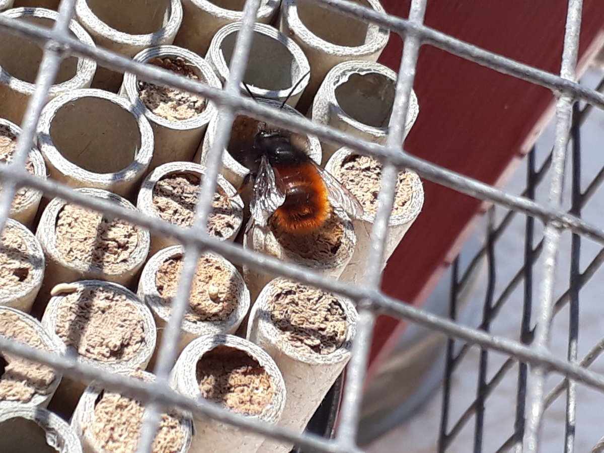 Die ersten Mauerbienen-Jungs sind aus den Bienenhäuschen geschlüpft. 😁🐝
