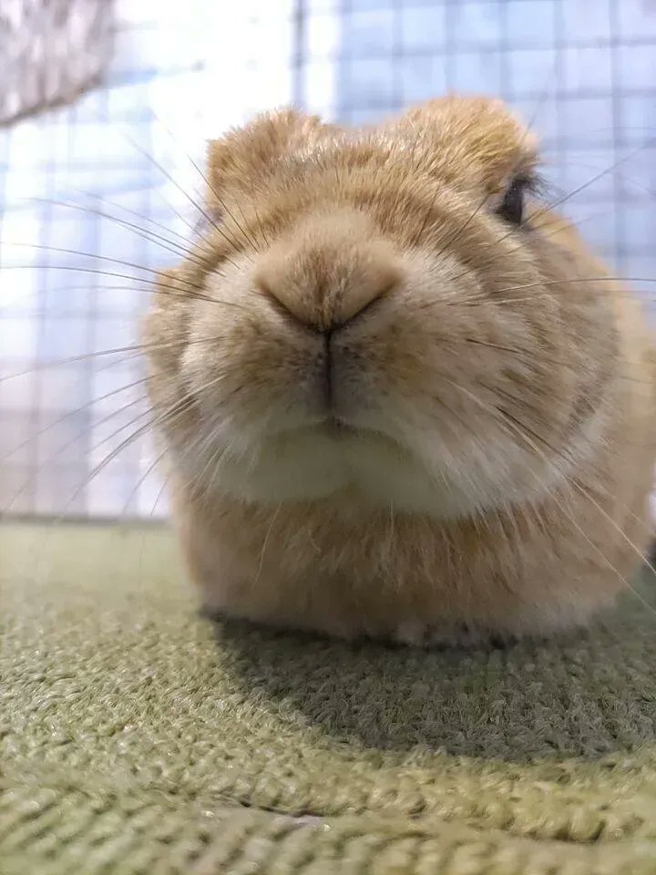 コジマ通信販売オンライン 公式 Al Twitter うさぎと一緒に暮らしはじめると必ず驚く事の1つにうさぎが自分のうんちを食べるという行動の 食 糞 があげられると思いますがうさぎにとって食糞は普通の行動なんです 今回はそんなうさぎの驚きの習慣である 食糞