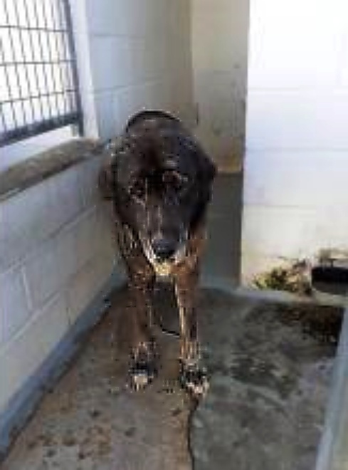 SosAbuelos1's tweet photo. Se puede morir de amor?? Sí, sres, se puede
#RINTIN (12 AÑOS) PERRERA DE #HUELVA
Este bebé es solo nº en la perrera....😔
Su identificación es; N°Id 3680
Solo sabemos de él que es de carácter algo reservado y desconfiado.
619123731 // refugioprovincialhuelva@athisa.es https://t.co/wqTULyxayW