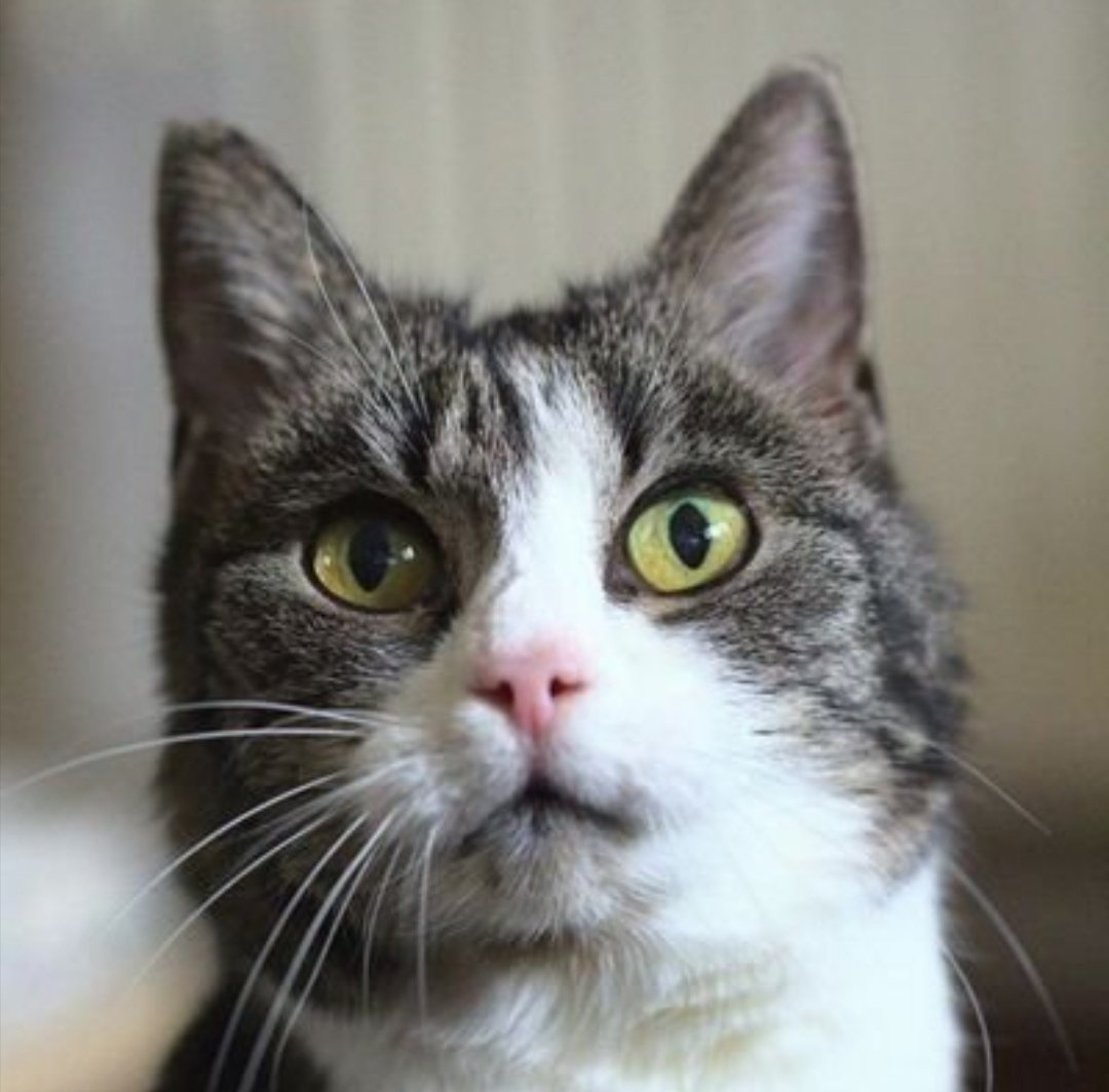 CWNH - Cats With No Hope Rescue tweet media