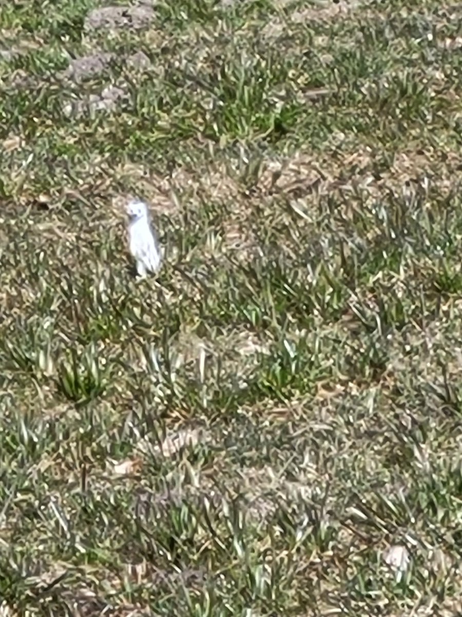 Travis Vengroff tweet media