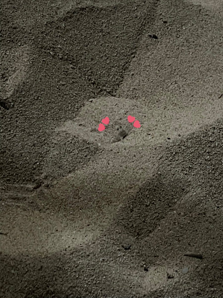 TRUSFRATED_JK's tweet photo. So I’m chilling at my own spot at the beach and then suddenly there are tiny crabs #fromjeunetojoon #ㅍㅈㅌㅈ https://t.co/ba0RUshkve