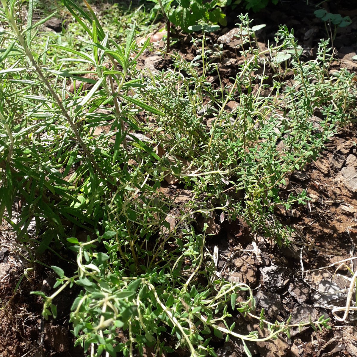ArtistRomario's tweet photo. My herbs Rosemary & Thyme are growing well including my Carrots ๐ฅ๐ฅ๐ฅ๐ฅ๐ FERTILE LAND = NUTRI LIVING #vegepatch #permaculture #environmentalist #ecowarrior #gardening #soil SDG15
Teach children how to grow their own foods. SDG4 https://t.co/xxYDMc0H5K