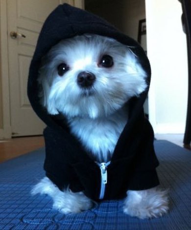 nyunyyang's tweet image. chanhee as puppies bc i miss him and i love him lots ; a thread