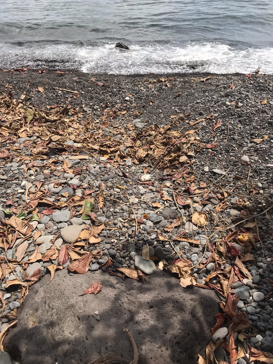 byGrowthProject's tweet photo. Clean-up week 8(3/13/22)
What a milestone! Though I wish I could say the same with the beach situation
The tides’ ebb and flow carry marine debris that were floating in the ocean aground and vice versa
But we’re hopeful, together we can #BeatPlasticPollution 
#letsgrow 
#CleanUp https://t.co/tWKbJfTzWp
